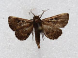 Rhesala moestalis